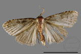 ǦW:Noctuidae sp.