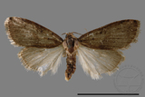 ǦW:Noctuidae sp.