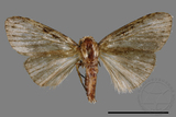 ǦW:Noctuidae sp.