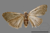 ǦW:Noctuidae sp.