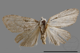 ǦW:Noctuidae sp.