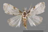 ǦW:Noctuidae sp.