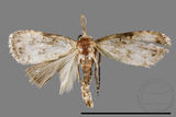 ǦW:Noctuidae sp.