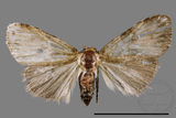 ǦW:Noctuidae sp.