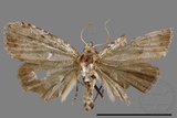 ǦW:Noctuidae sp.