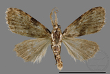 ǦW:Noctuidae sp.