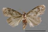 ǦW:Noctuidae sp.