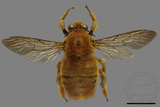 ǦW:Xylocopa ruficeps