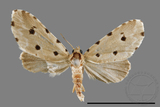 ǦW:Metaemene atrigutta maculata