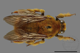 ǦW:Xylocopa ruficeps