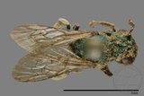 ǦW:Ceratina sp.