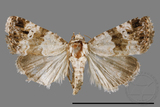 ǦW:Maliattha signifera