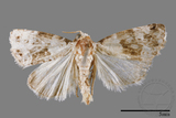 ǦW:Maliattha signifera