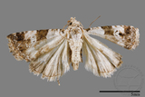 ǦW:Maliattha signifera