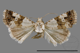 ǦW:Maliattha signifera