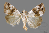 ǦW:Maliattha signifera