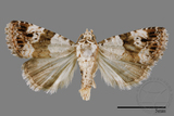 ǦW:Maliattha signifera