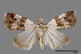 ǦW:Maliattha signifera