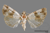 ǦW:Maliattha signifera