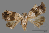 ǦW:Maliattha signifera