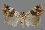 ǦW:Maliattha signifera