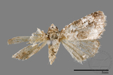 ǦW:Maliattha signifera