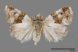 ǦW:Maliattha signifera