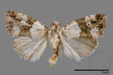 ǦW:Maliattha signifera