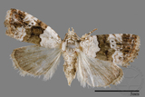 ǦW:Maliattha signifera