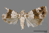 ǦW:Maliattha signifera