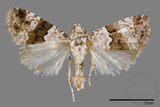 ǦW:Maliattha signifera