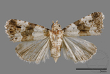 ǦW:Maliattha signifera