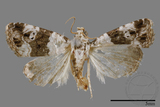 ǦW:Maliattha signifera