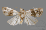 ǦW:Maliattha signifera