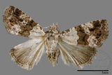 ǦW:Maliattha signifera