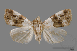 ǦW:Maliattha signifera