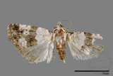 ǦW:Maliattha signifera