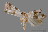 ǦW:Maliattha signifera