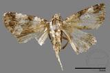 ǦW:Maliattha signifera