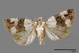 ǦW:Maliattha signifera