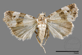 ǦW:Maliattha signifera