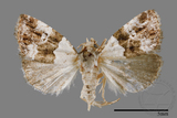 ǦW:Maliattha signifera