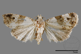 ǦW:Maliattha signifera