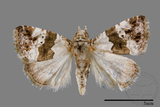 ǦW:Maliattha signifera