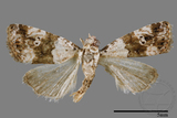 ǦW:Maliattha signifera