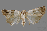 ǦW:Maliattha signifera