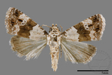 ǦW:Maliattha signifera