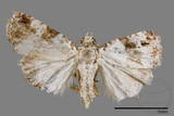 ǦW:Maliattha signifera