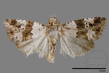 ǦW:Maliattha signifera