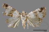 ǦW:Maliattha signifera